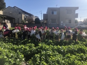 松組 大根堀り